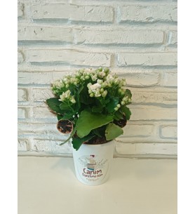 Kalanchoe Seramik Saksıda Ögretmenler Günü 2